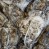 Seppie Nere 13,50 €/kg