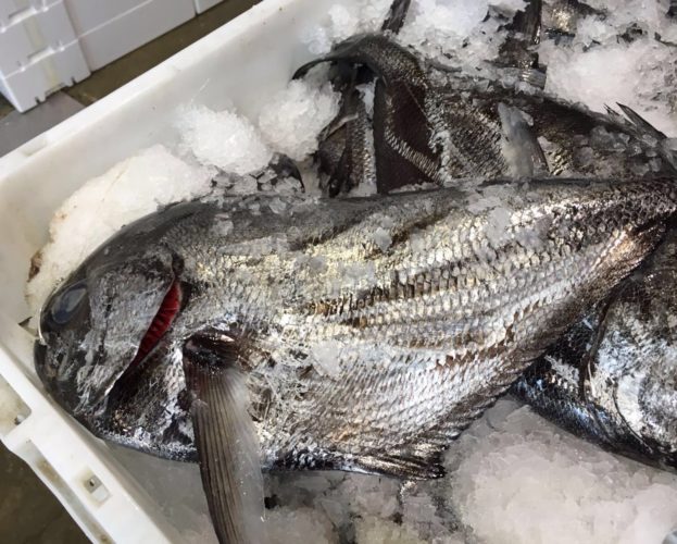 Pesce Castagna in Offerta!