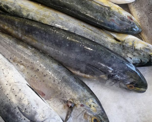 Lampuga a 11,50 €/kg